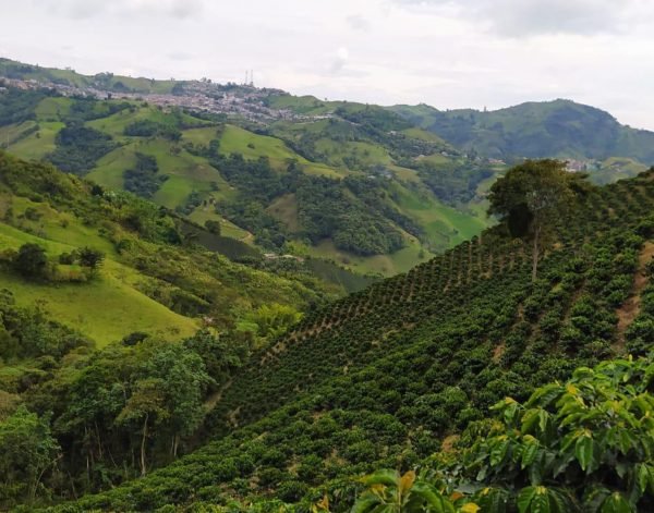 cultivos-finca-laderas-del-tapias-colombia-makondo-coffee